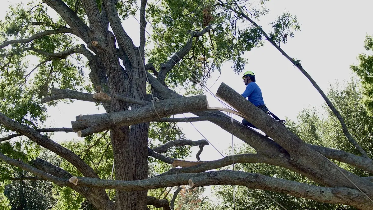 Professional Hazardous Tree Removal performed by certified arborists in Encino