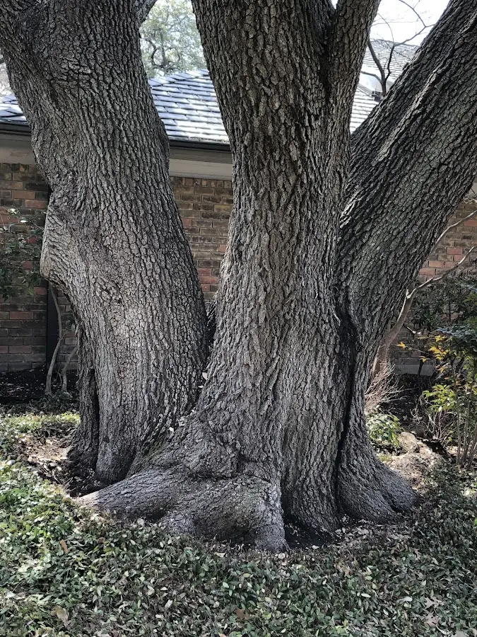 Mature heritage tree close to a Encino property cared for by certified arborists