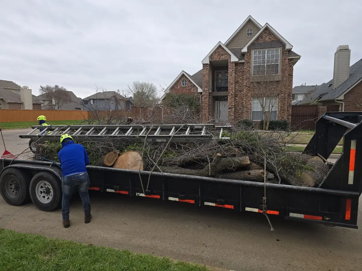Expert Tree Removal with proper safety equipment in Encino
